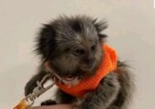 Capunchin monkey for sale