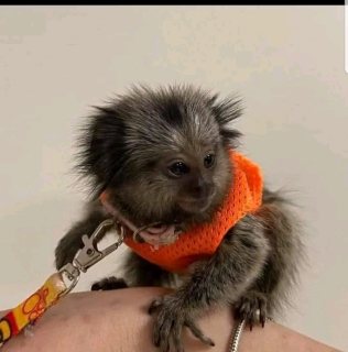 Capunchin monkey for sale