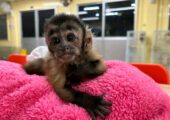 Capunchin monkey for sale