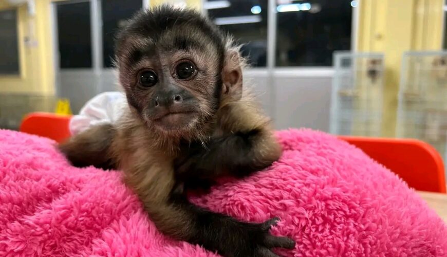 Capunchin monkey for sale