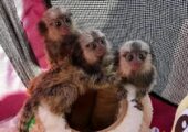 Capunchin monkey for sale