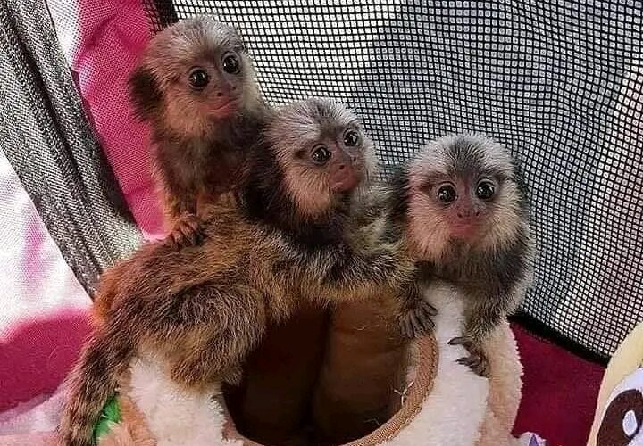 Capunchin monkey for sale